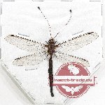 Ascalaphidae sp. 5 (A-)