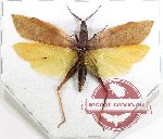 Trigonopteryx punctata