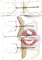 Scientific lot no. 44 Phasmidae (3 pcs A-)