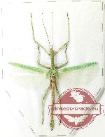 Phasmidae sp. 91 (A2)