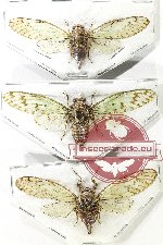 Scientific lot no. 37 Cicadidae (3 pcs)