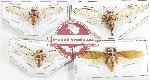 Scientific lot no. 31 Cicadidae (4 pcs)