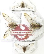 Scientific lot no. 36 Cicadidae (4 pcs)