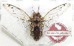 Cicadidae sp. 85