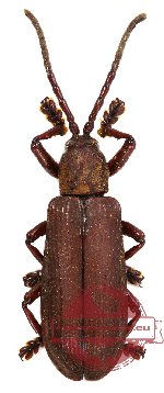 Anisodera lucidiventris Guérin-Méneville, 1840 (10 pcs A-/A2)