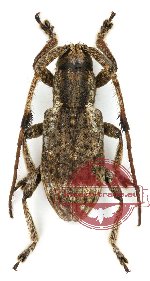 Lychrosimorphus vittatus Pic, 1925