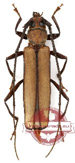 Xystrocera apiculata Pascoe, 1869 (A-)