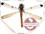 Odonata sp. 67