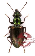 Catascopus sp. 7 (A2)