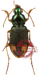 Chlaenius (Pachydinodes) hamifer Chaudoir, 1856 (A2)