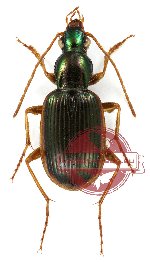 Chlaenius (Chlaeniostes) angustatus