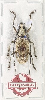 Epepeotes vestigalis