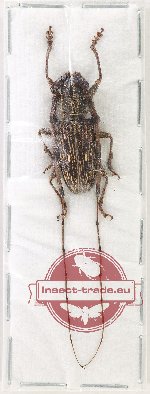 Spinaristobia rondoni