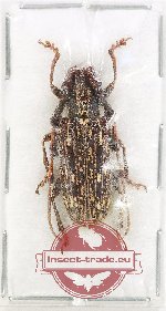 Spinaristobia rondoni