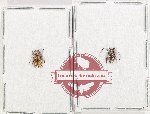 Scientific lot no. 319 Cerambycidae (2 pcs)