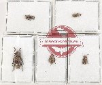 Scientific lot no. 332 Cerambycidae (5 pcs)