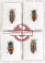 Scientific lot no. 129 Buprestidae (4 pcs)