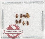 Scientific lot no. 218 Nitidulidae (8 pcs)