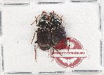 Scientific lot no. 947 Carabidae (2 pcs A2)