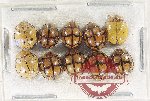 Scientific lot no. 147 Coccinelidae (10 pcs)