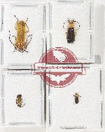 Scientific lot no. 77 Cantharidae (4 pcs)