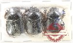 Scientific lot no. 953 Coprophaga (Scarabaeus sp.) (3 pcs A-)