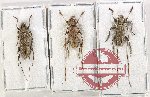 Scientific lot no. 335 Cerambycidae (Acalolepta sp. (3 pcs)