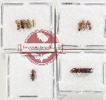 Scientific lot no. 205 Scolytidae (10 pcs)