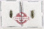 Scientific lot no. 133 Buprestidae (2 pcs)