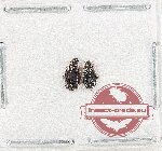 Scientific lot no. 907 Carabidae (2 pcs)