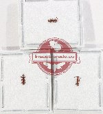 Scientific lot no. 152 Brenthidae (3 pcs)