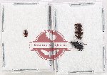 Scientific lot no. 906 Carabidae (6 pcs)