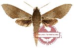 Terethra indistincta (A-)