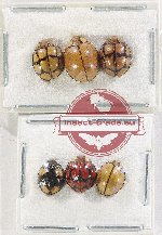 Scientific lot no. 149 Coccinelidae (6 pcs)