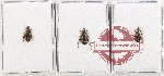 Scientific lot no. 941 Carabidae (3 pcs)