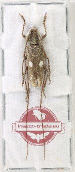 Paramelanauster bimaculatus