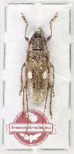 Paramelanauster bimaculatus