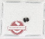 Scientific lot no. 124 Histeridae (2 pcs)