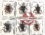 Scientific lot no. 964 Coprophaga (Onitis spp.) (6 pcs)