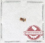 Cryptophagidae Scientific lot no. 8 (4 pcs)