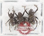 Scientific lot no. 1024 Curculionidae (3 pcs)