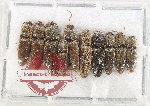 Scientific lot no. 256 Elateridae (10 pcs)