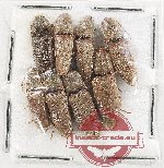 Scientific lot no. 251 Elateridae (8 pcs)