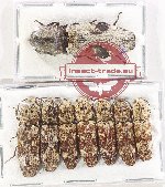 Scientific lot no. 241 Elateridae (8 pcs - 1 pc A2)