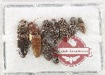 Scientific lot no. 249 Elateridae (9 pcs)