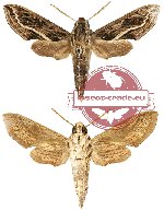 Terethra insignis ssp. kuehni