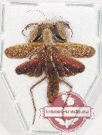 Scientific lot no. 26 Mantidae (1 pc)