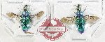 Scientific lot no. 29 Chrysididae (2 pcs)