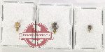 Scientific lot no. 34 Membracinae (3 pcs)