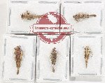 Scientific lot no. 69 Orthoptera (5 pcs A-, A2)